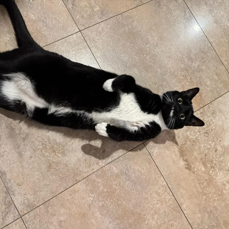 An adult medium-sized male Domestic Short Hair cat named Bandit for adoption in Brooklyn, NY