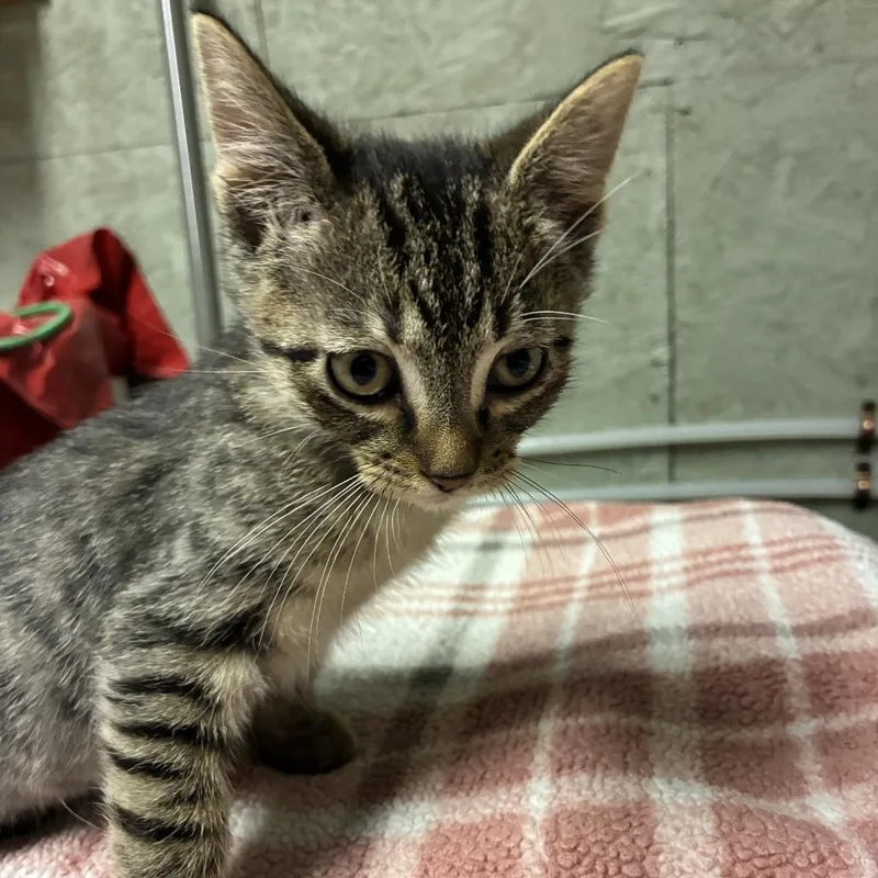 A baby small-sized male Brown / Chocolate Domestic Short Hair cat named Colombo for adoption in Normal, IL