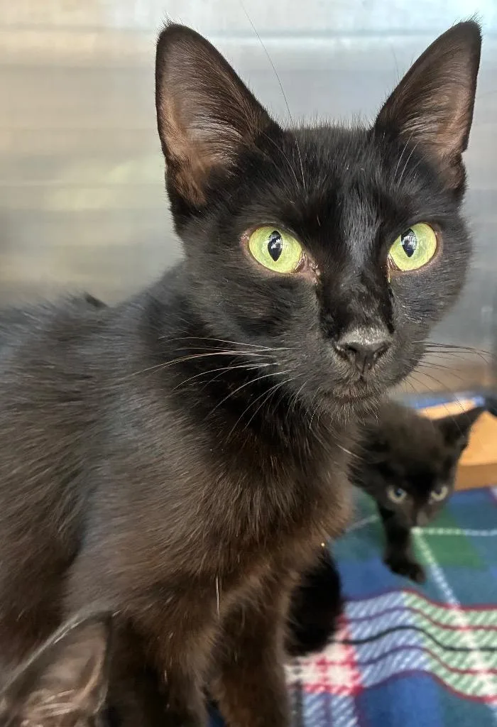 A young small-sized female Domestic Short Hair cat named Inky for adoption in Hartsville, SC