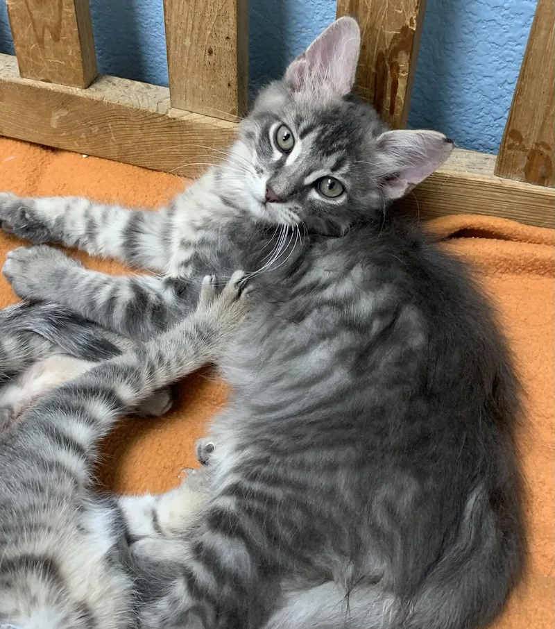 A baby small-sized male Gray & White Domestic Short Hair cat named Hunk for adoption in Hollister, CA