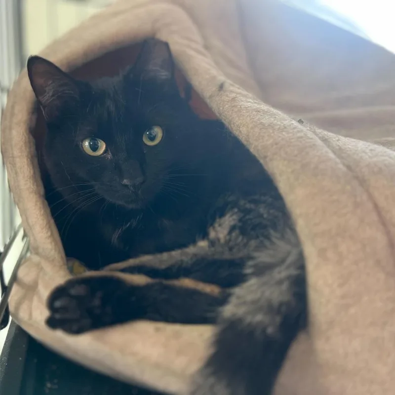 An adult medium-sized female Black Domestic Short Hair cat named Bagheera for adoption in Durham, NC