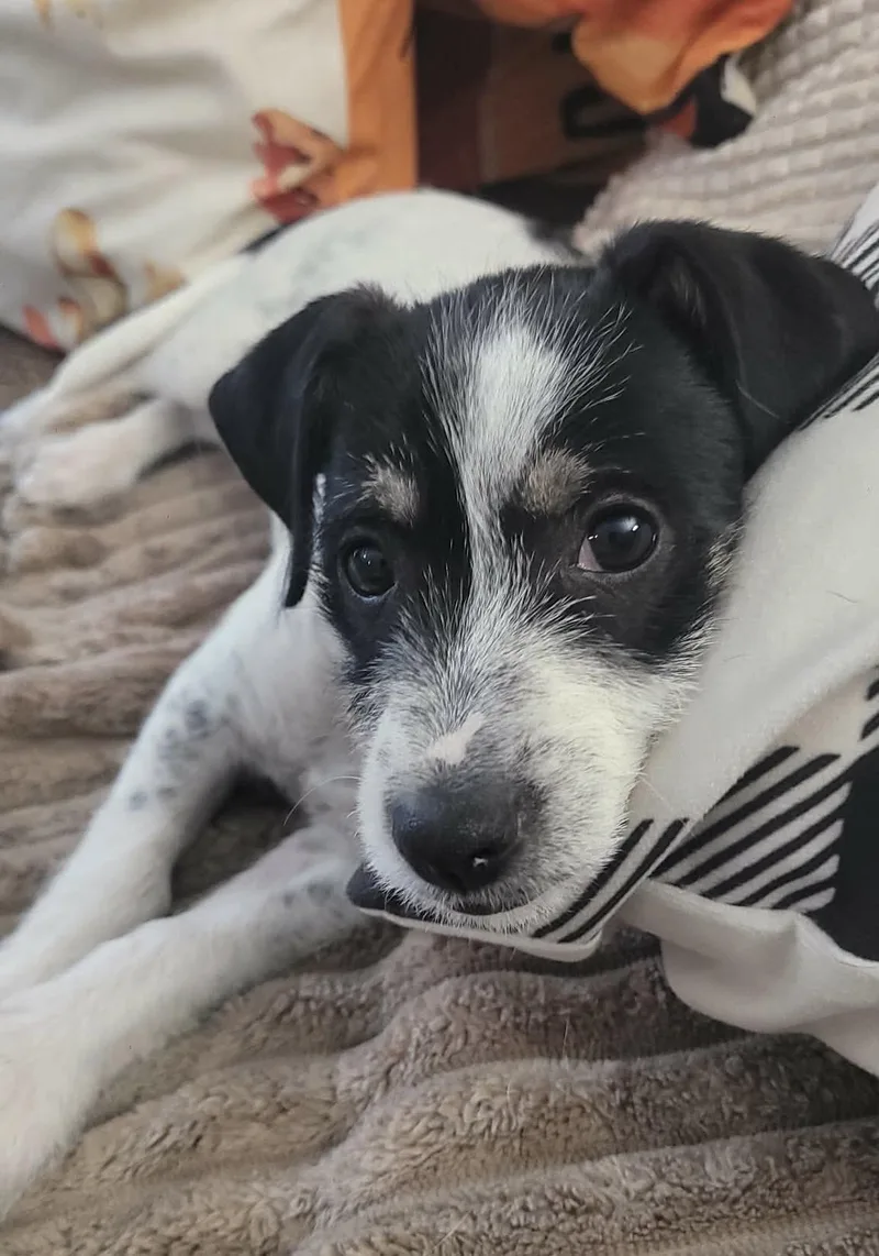 A baby small-sized female Tricolor (Brown, Black, & White) Jack Russell Terrier dog named Poppyseed for adoption in Beavercreek, OR