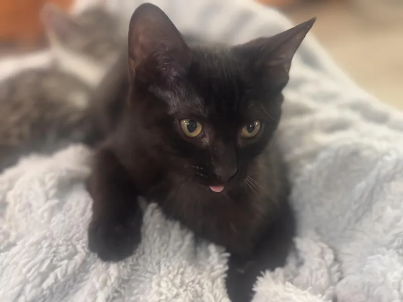 A baby medium-sized male Domestic Short Hair cat named Freddy Krueger for adoption in Lincoln, CA