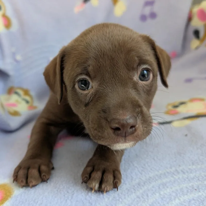 A baby medium-sized female Brown / Chocolate Dachshund dog named Harmony for adoption in Huntsville, AL