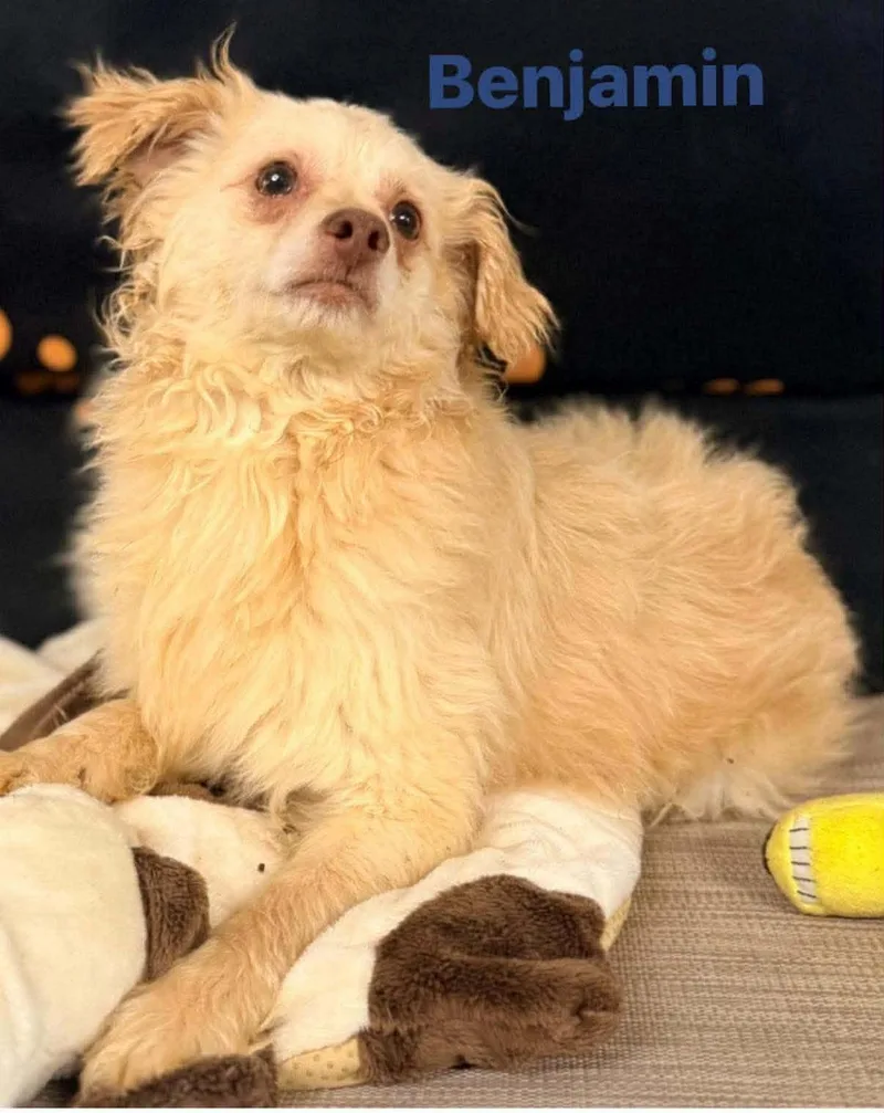 A young small-sized male Pomeranian dog named Benjamin for adoption in Columbus, IN