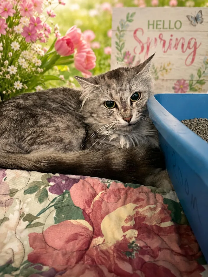 An adult medium-sized female Domestic Long Hair cat named Chloe for adoption in Belleville, MI