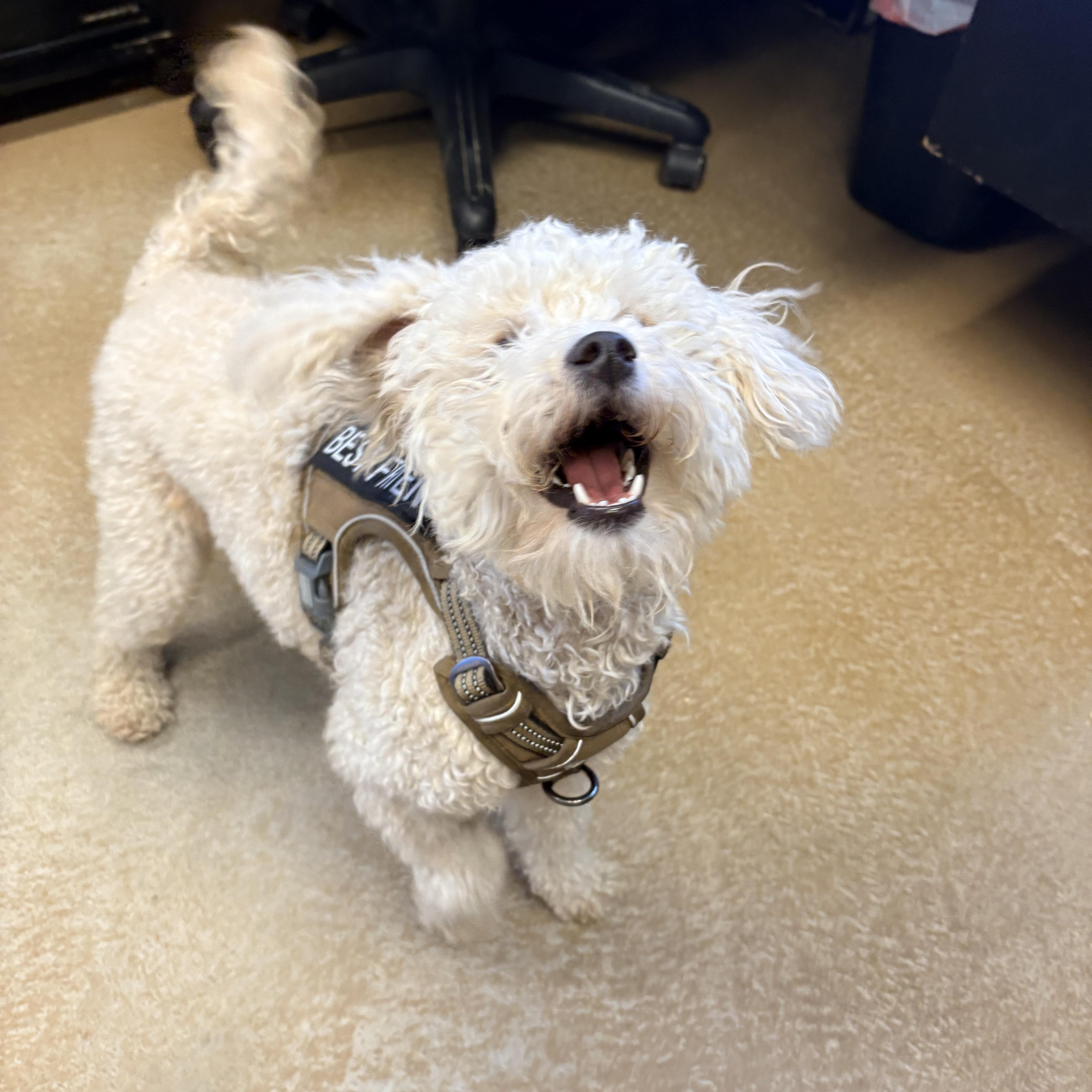 A young small-sized male White / Cream Poodle dog named Casey for adoption in Mira Loma, CA