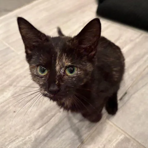 A baby small-sized female Tortoiseshell Domestic Short Hair cat named Kit for adoption in Fishers, IN