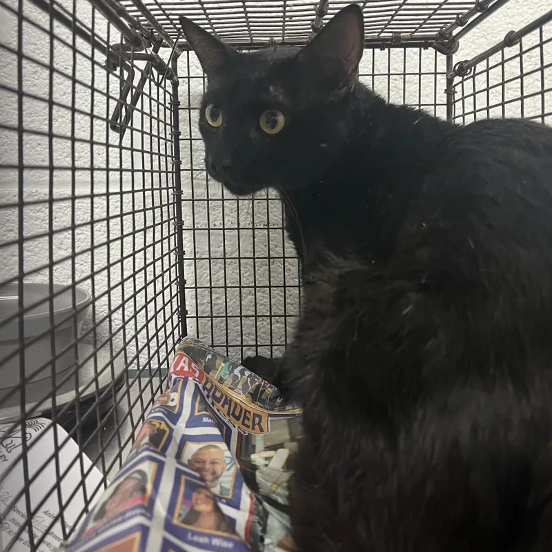 A young medium-sized male Black Domestic Short Hair cat named Lightning McQueen for adoption in Edinburg, TX