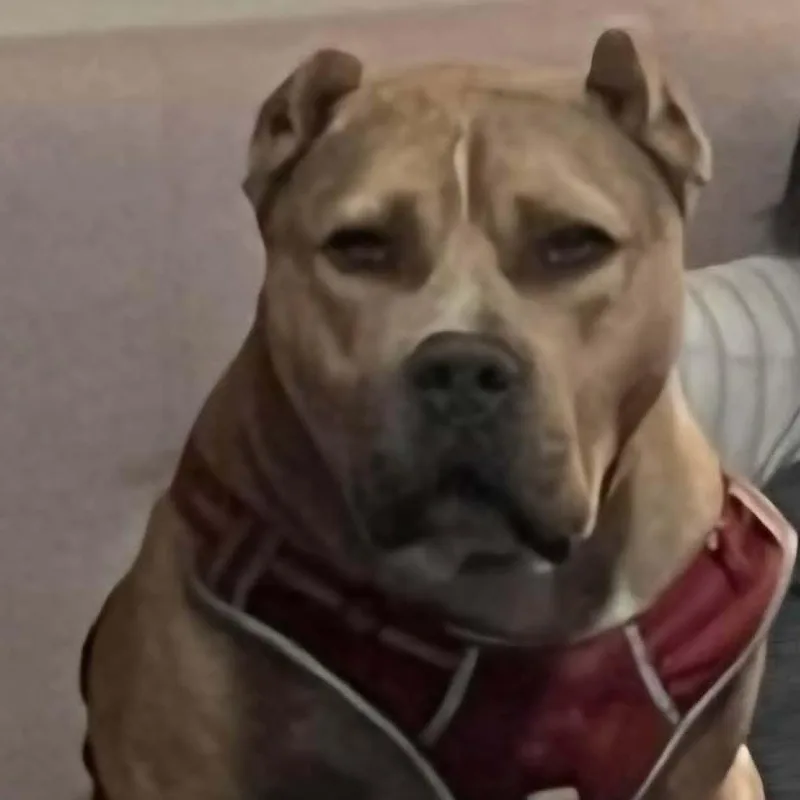 An adult large-sized male American Bully dog named Bubba for adoption in Roswell, NM