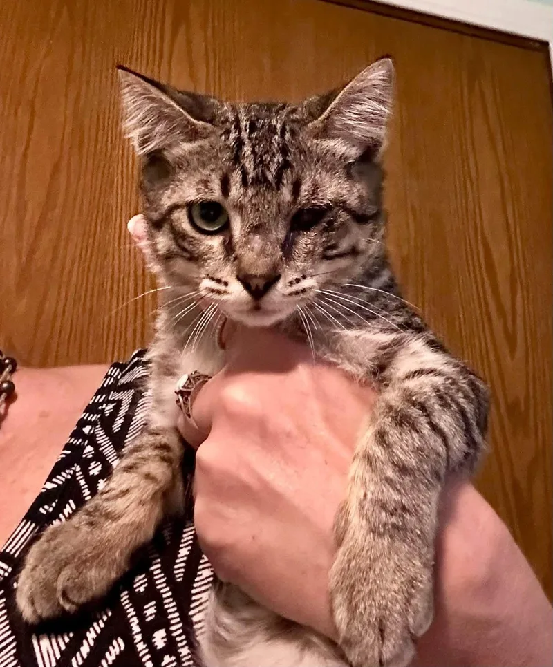 A baby large-sized male Tabby (Brown / Chocolate) Domestic Short Hair cat named Kenney for adoption in Ephrata, WA