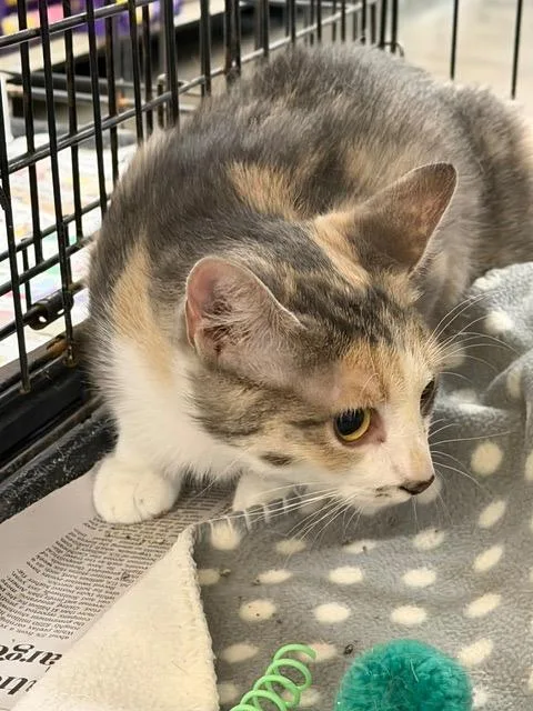 A baby medium-sized female Domestic Short Hair cat named Alexandra for adoption in Camp Hill, PA