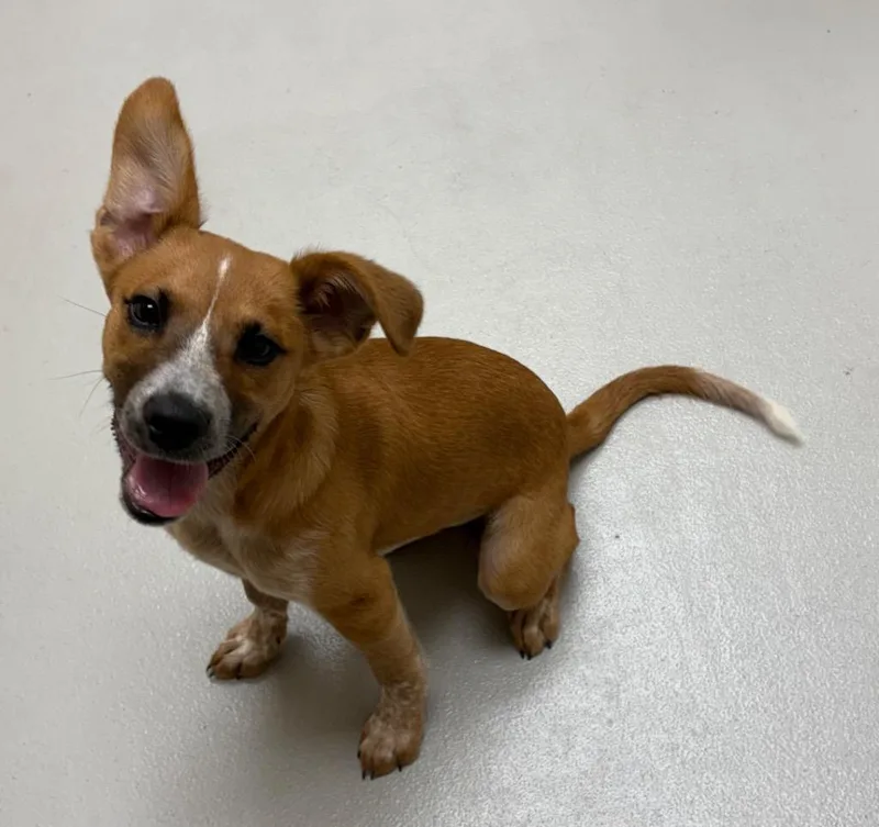 A baby medium-sized female Australian Shepherd dog named Clementine AC for adoption in Greeneville, TN