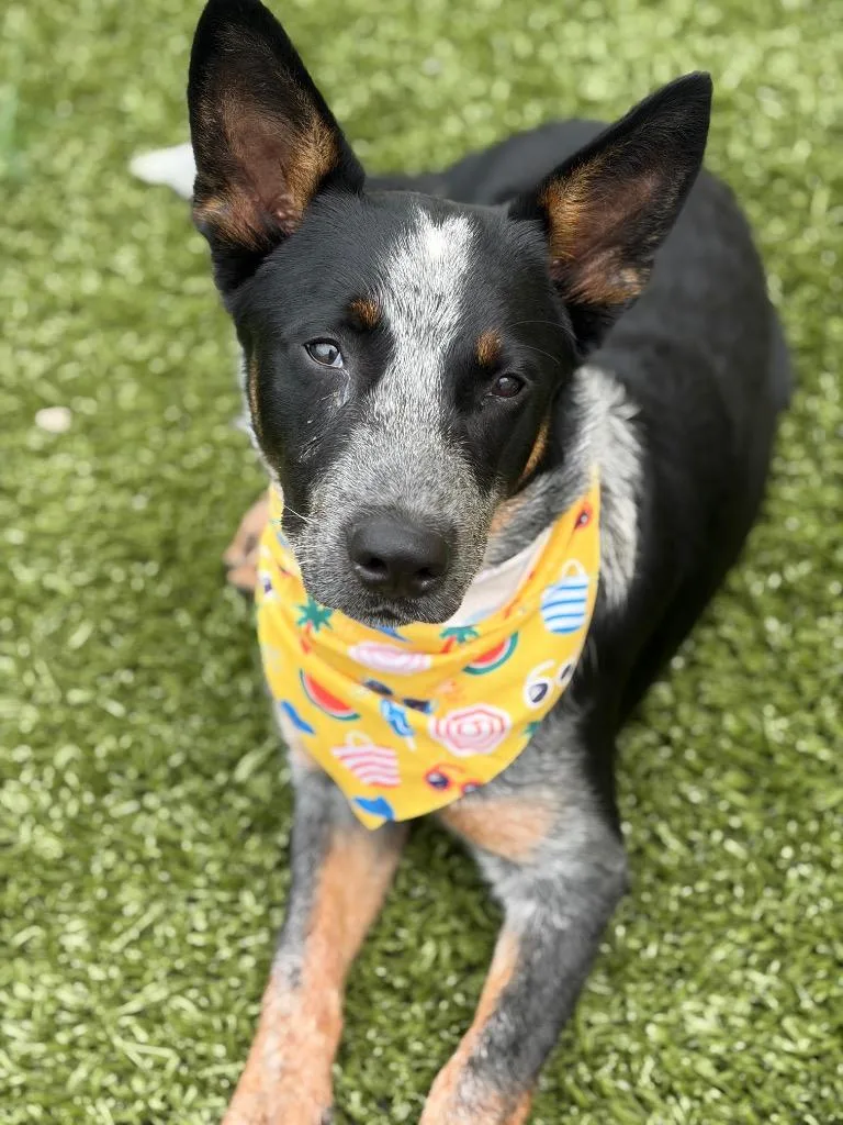 Max