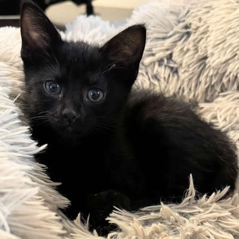 A baby medium-sized female Black Domestic Short Hair cat named Leia for adoption in Wilsonville, OR