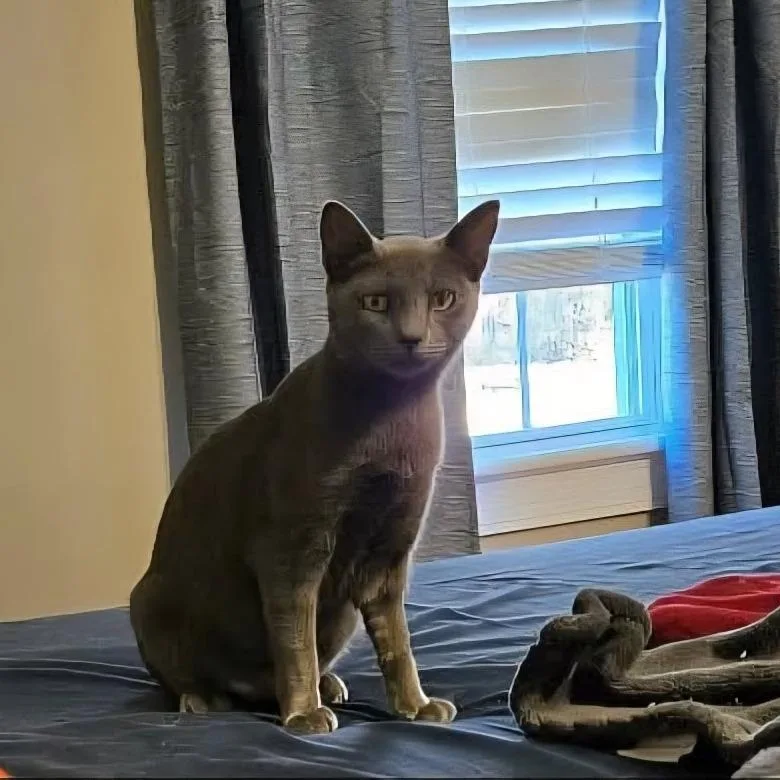An adult small-sized female Gray / Blue / Silver Domestic Short Hair cat named Apple for adoption in Greenville, NC