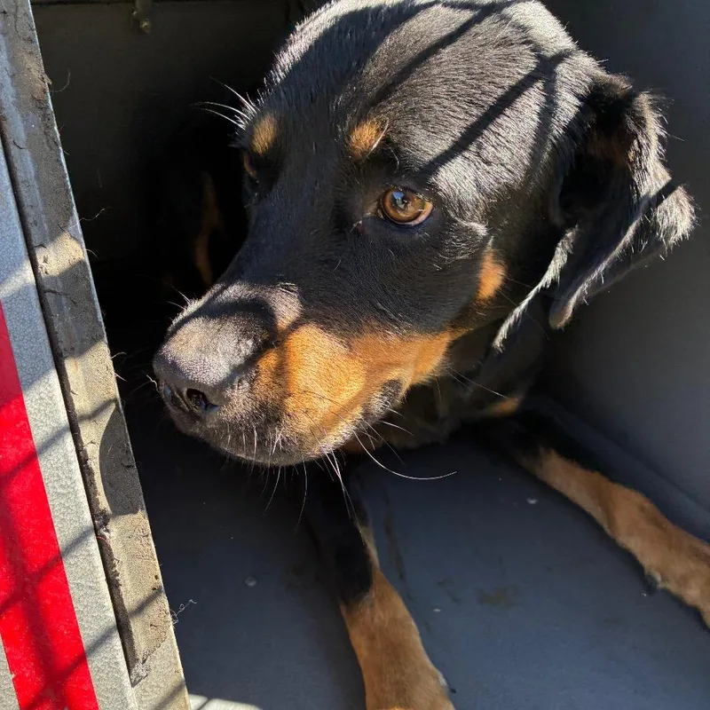 An adult large-sized male Black Rottweiler dog named Zane for adoption in Montgomery, AL