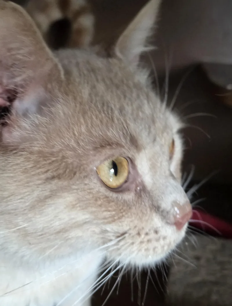 Niklaus & Oliver Twofer