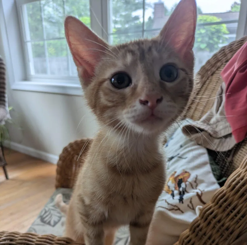 A baby medium-sized male Domestic Short Hair cat named Sunny for adoption in Honeoye, NY