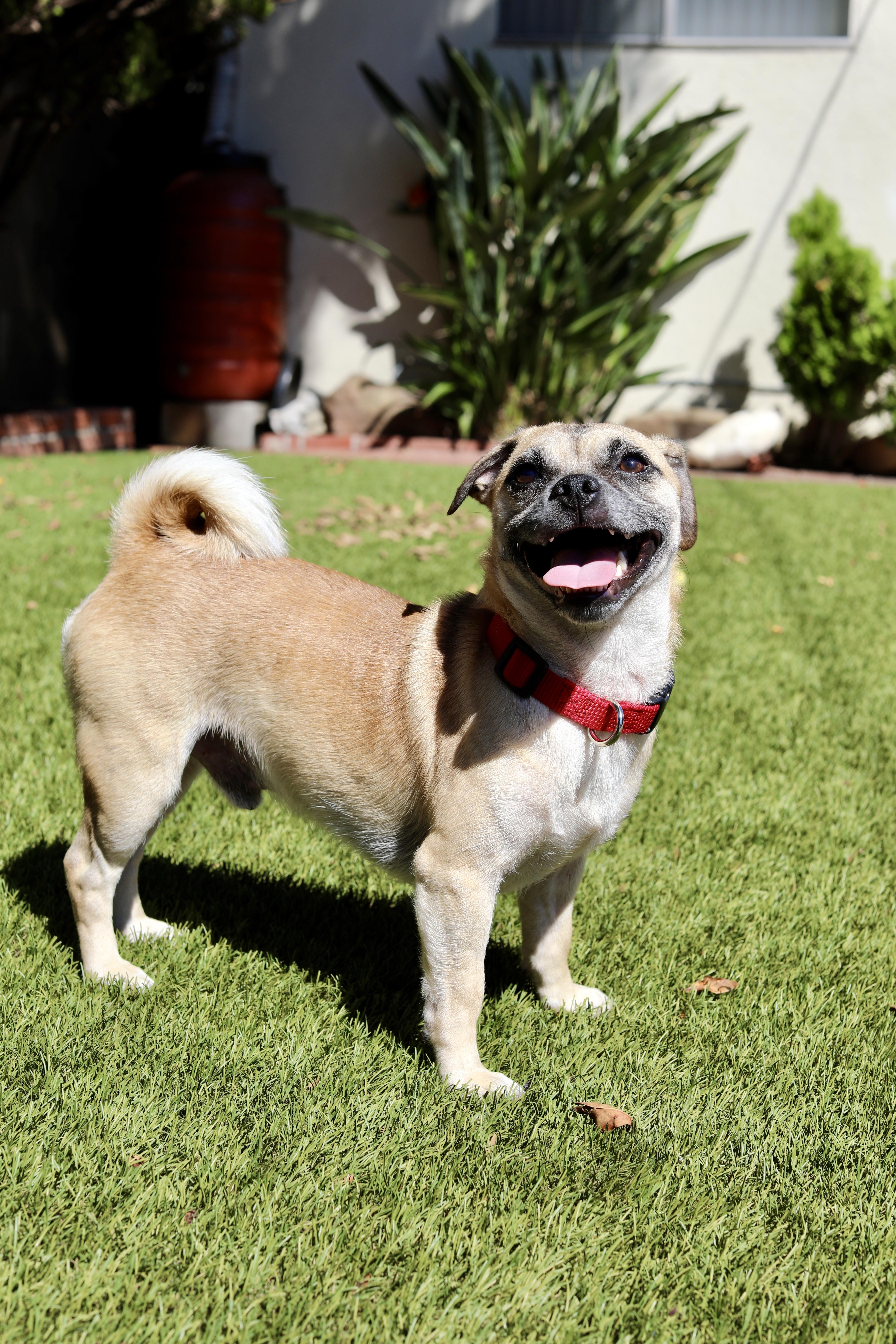 An adult small-sized male Yellow / Tan / Blond / Fawn Pug dog named Amos for adoption in Los Angeles, CA