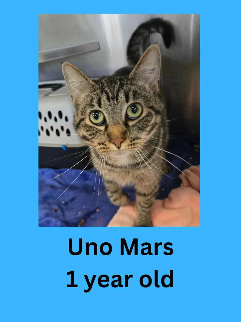 An adult medium-sized male Tabby (Brown / Chocolate) Domestic Short Hair cat named Uno Mars for adoption in Ravenna, OH