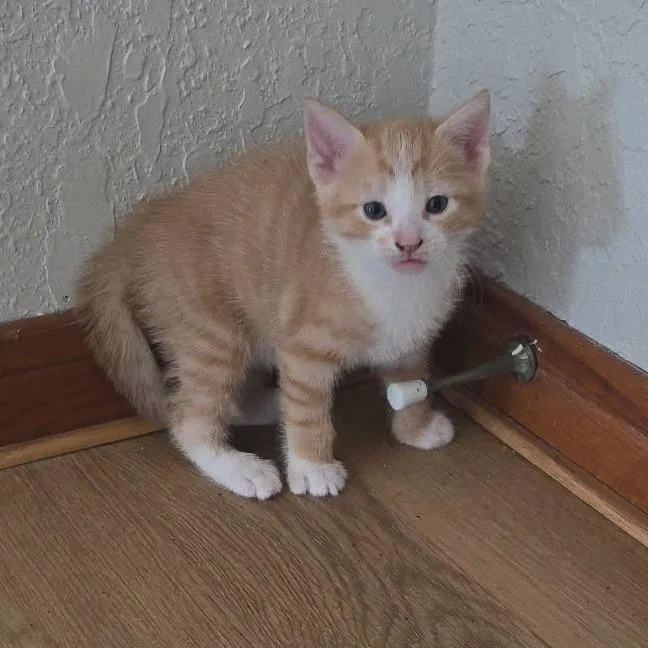 A baby small-sized male Orange / Red American Shorthair cat named Butterfinger for adoption in Webster, TX