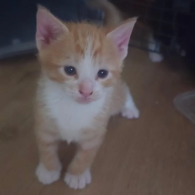 Butterfinger thumbnail 2