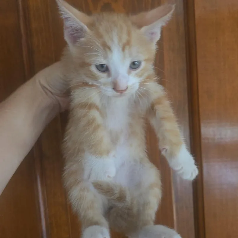 Butterfinger thumbnail 5
