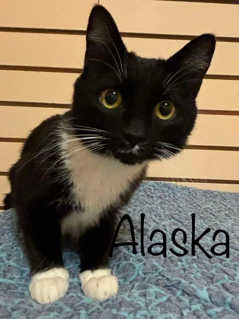 An adult medium-sized female Domestic Short Hair cat named Alaska for adoption in Rutherfordton, NC