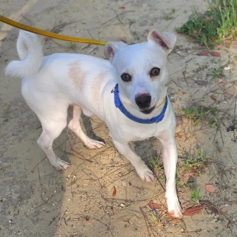 James Bond  Chino thumbnail 2