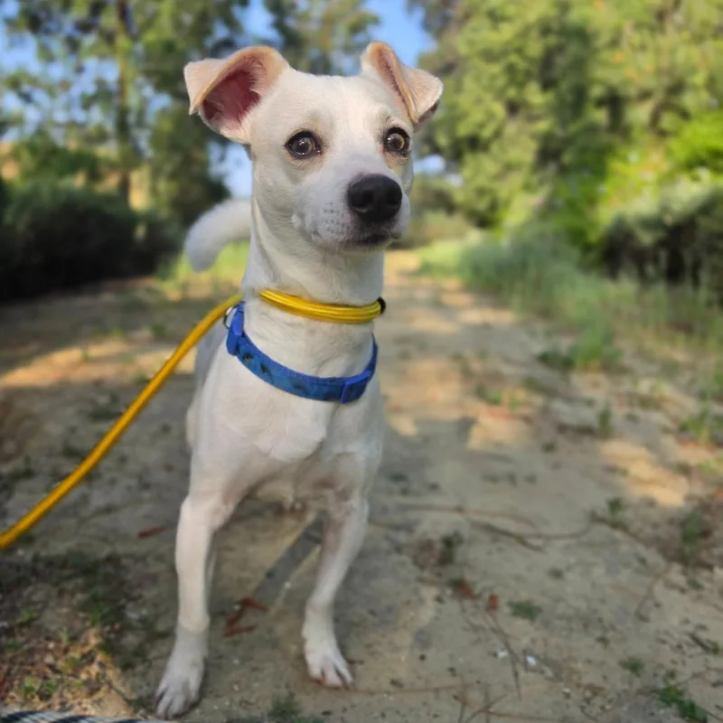 James Bond  Chino thumbnail 3