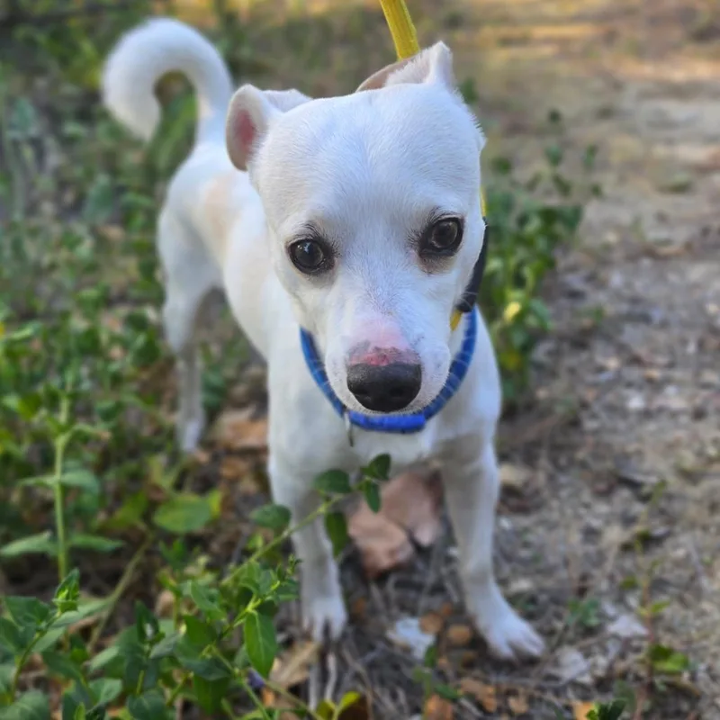 James Bond  Chino thumbnail 4