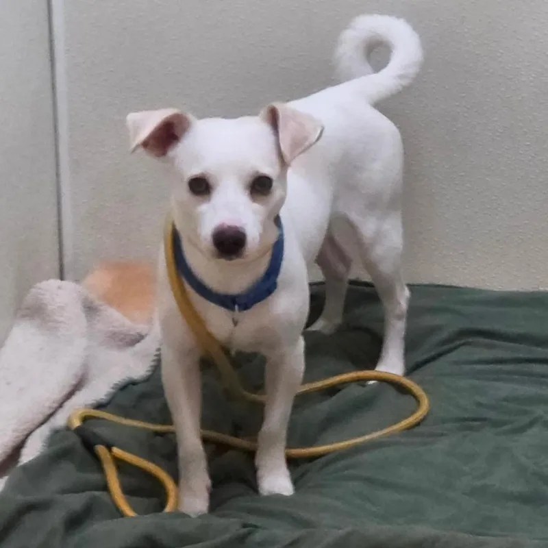 James Bond  Chino thumbnail 5