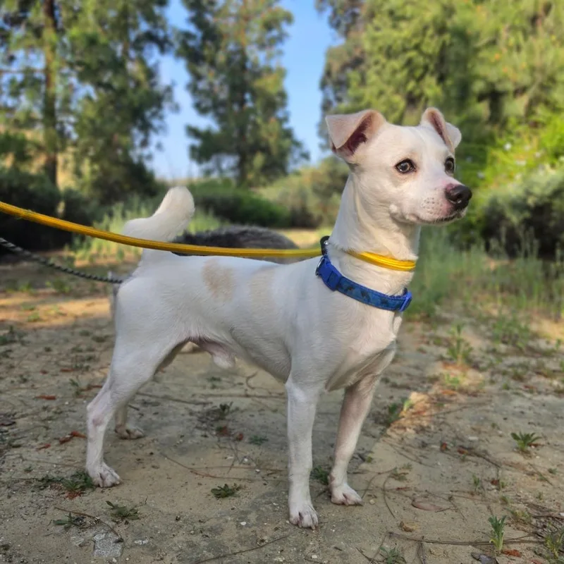 James Bond  Chino thumbnail 6