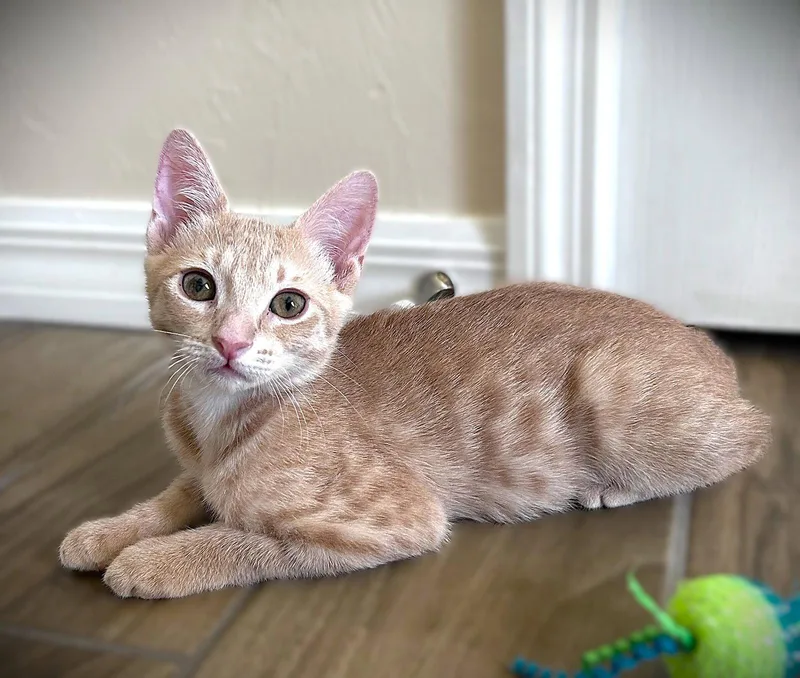 A baby medium-sized male Tabby cat named Finn for adoption in Fort Myers, FL