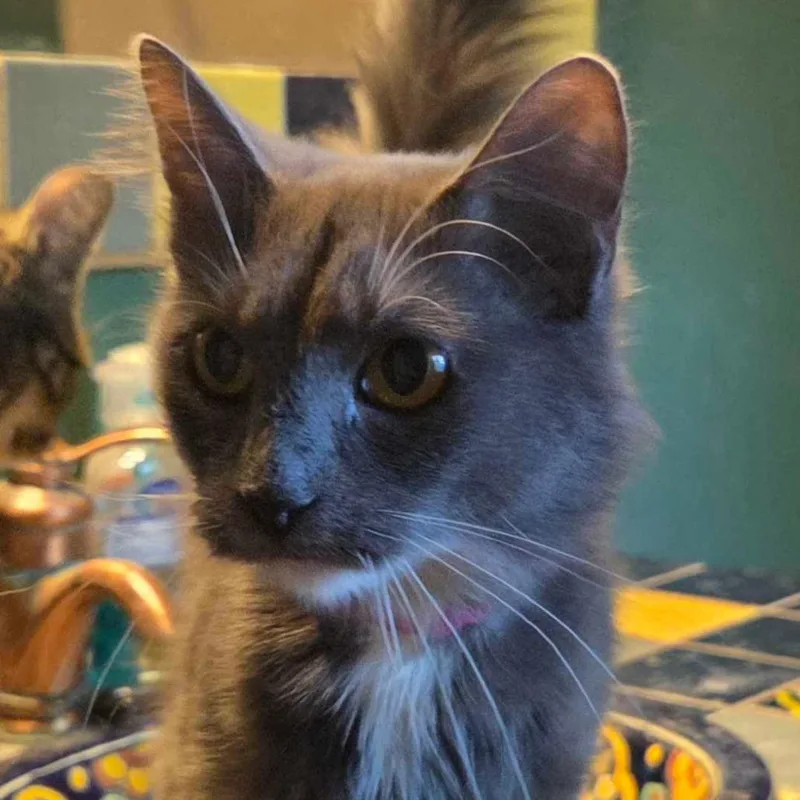 An adult small-sized female Gray / Blue / Silver Domestic Short Hair cat named Cyan for adoption in Hanna City, IL