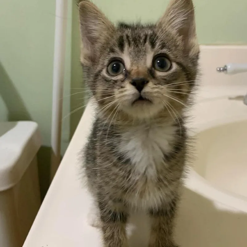 A baby small-sized female Brown / Chocolate Domestic Medium Hair cat named Mildred for adoption in Huntington, WV