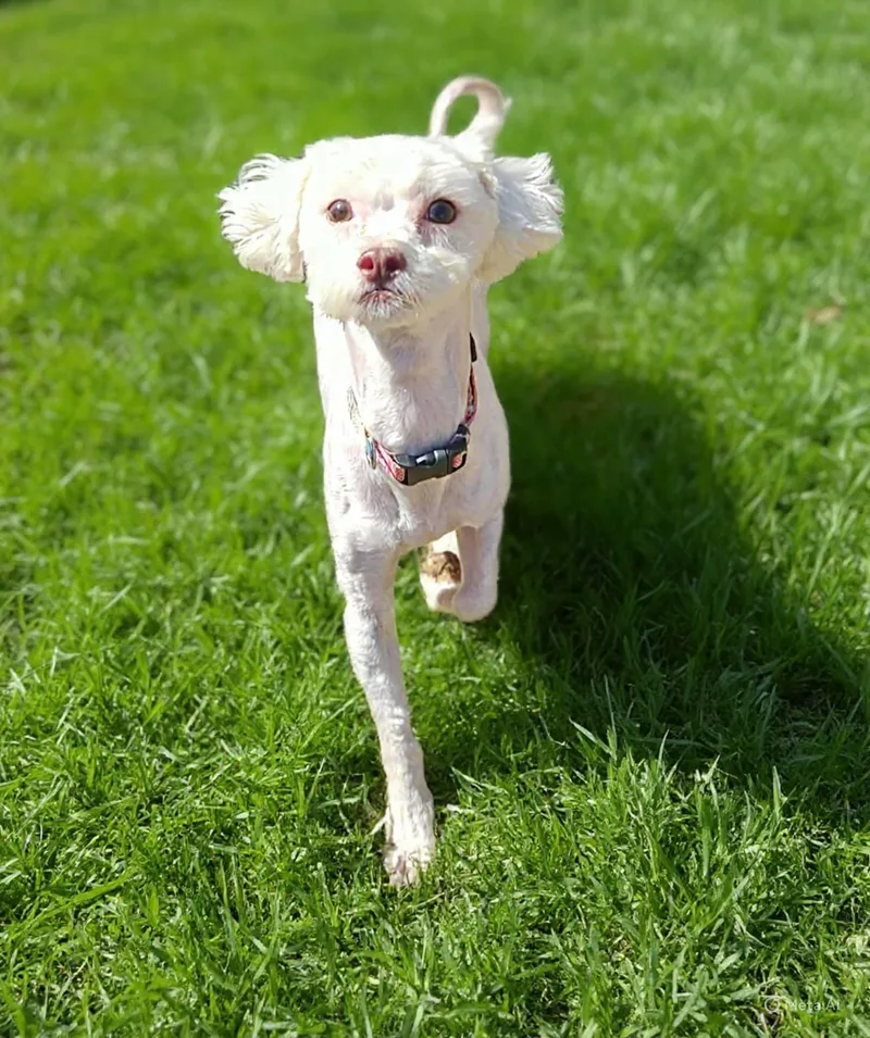 An adult small-sized male Maltese dog named Marshmellow for adoption in Fairmont, WV