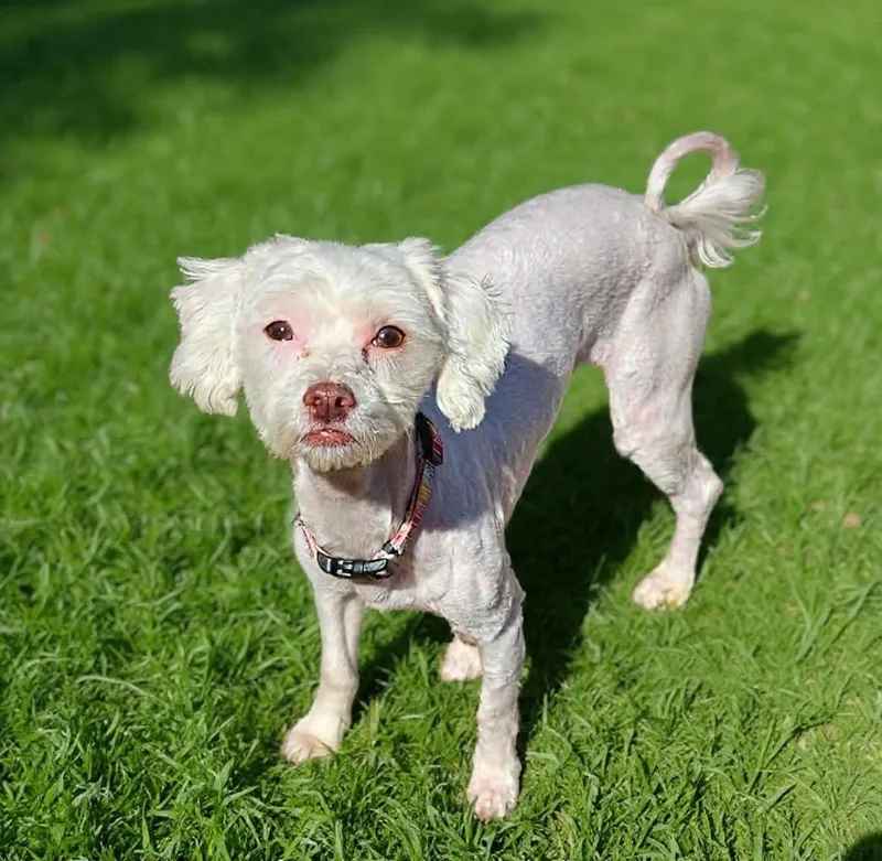 Marshmellow thumbnail 3