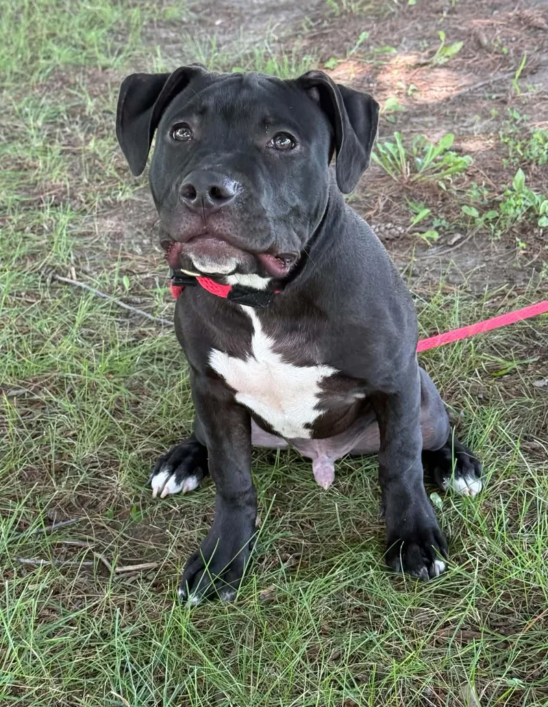 A baby medium-sized male Black Pit Bull Terrier dog named Cesar for adoption in Springfield, IL
