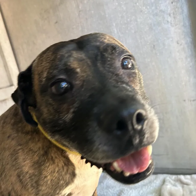 Bindi