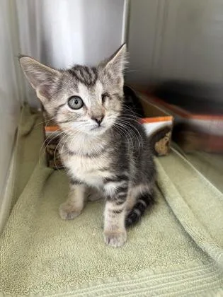 A baby small-sized female Domestic Short Hair cat named Sugar for adoption in Westland, MI