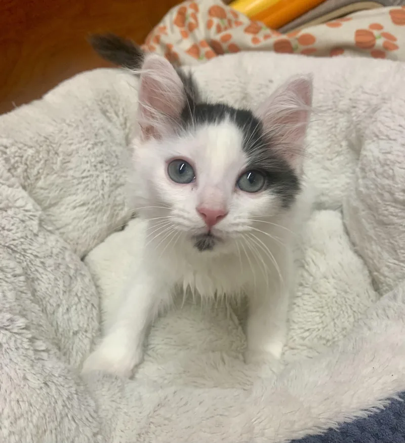 A young medium-sized male Domestic Medium Hair cat named Dibble for adoption in San Jose, CA
