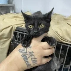 A baby small-sized male Black Domestic Short Hair cat named Indigo for adoption in Marble, NC
