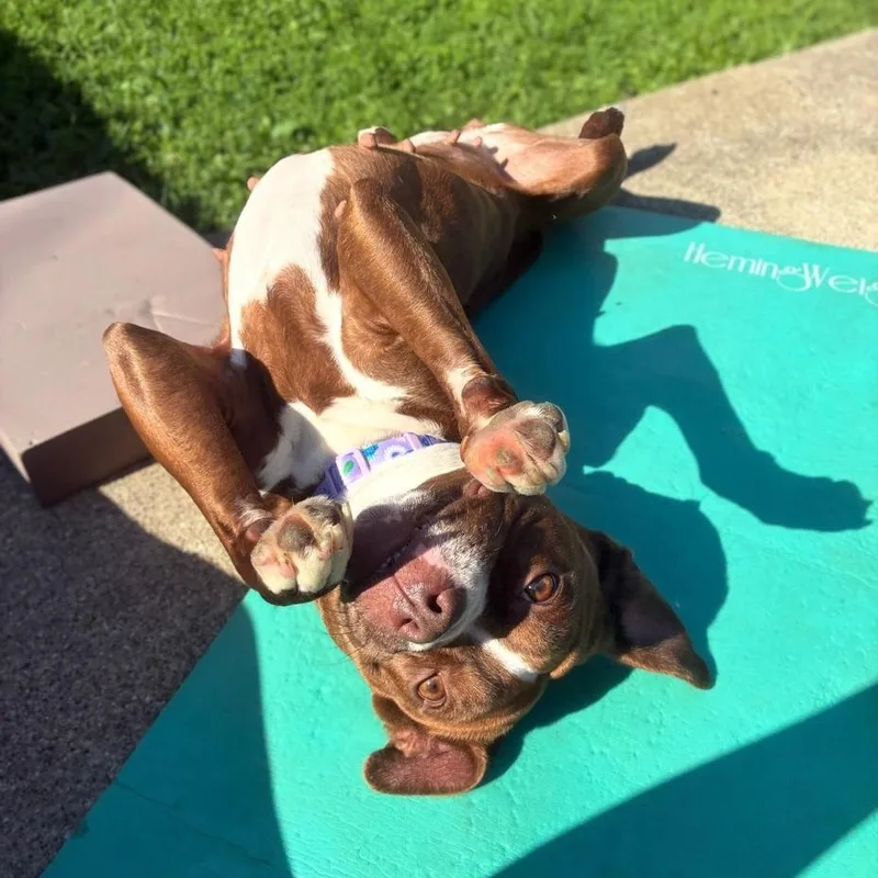A young medium-sized female Bicolor Pit Bull Terrier dog named Gossamer for adoption in Naperville, IL