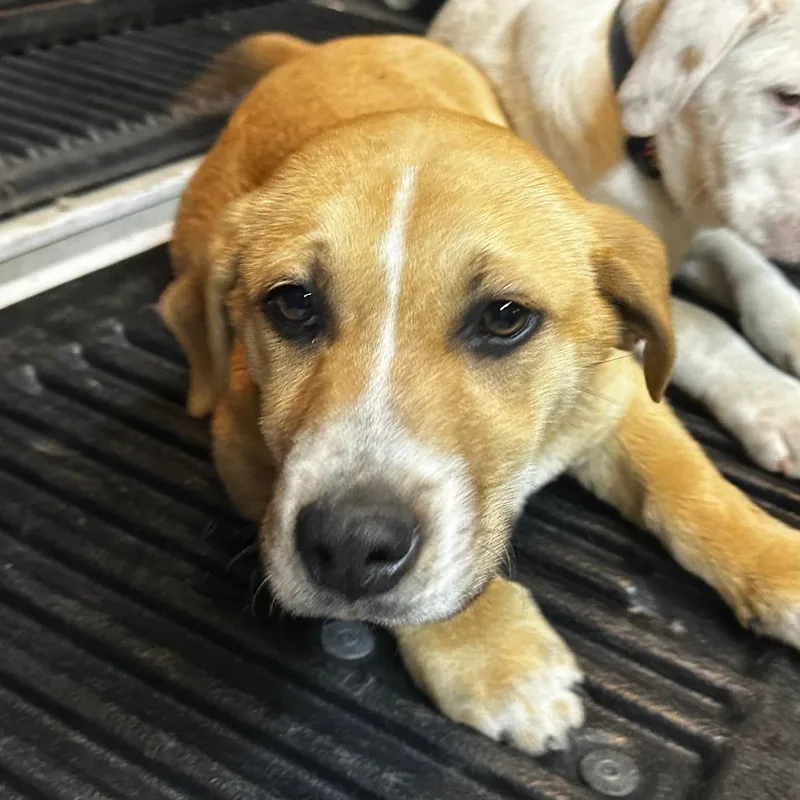 A young medium-sized male Yellow / Tan / Blond / Fawn Mixed Breed dog named Martin for adoption in Gadsden, AL