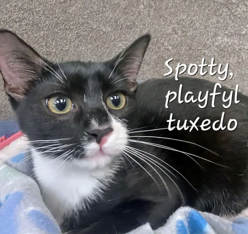 Spotty Playfultuxedo