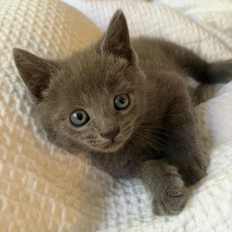 A baby small-sized male Gray / Blue / Silver Domestic Short Hair cat named Buddy for adoption in Winchester, VA