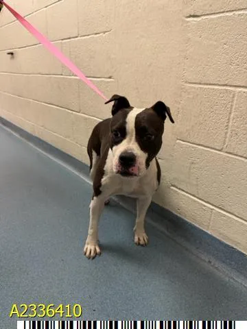 An adult medium-sized female Mixed Breed dog named Oreo for adoption in West Palm Beach, FL
