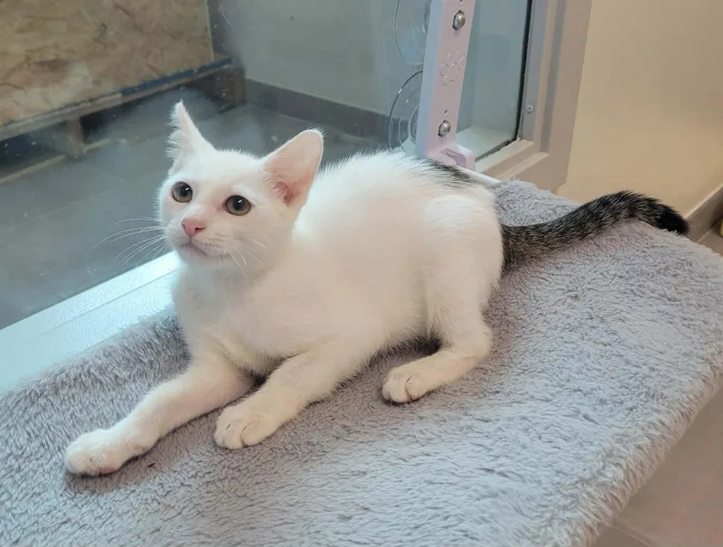 A baby medium-sized male White Domestic Short Hair cat named Stanley for adoption in LaPlace, LA